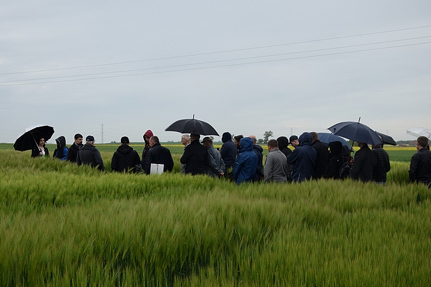 Na zdjęciu Dr Grzegorz Pruszyński udziela wykładu na poletkach doświadczalnych ze zbożami ozimymi 
