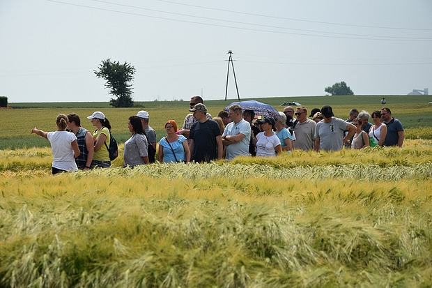 Na zdjęciu pierwszym uczestnicy szkolenia na doświadczeniach PDO ze zbożami ozimymi
