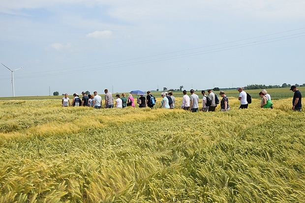Na zdjęciu trzecim uczestnicy szkolenia na doświadczeniach PDO ze zbożami ozimymi