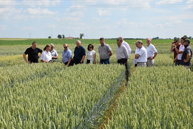 Na zdjęciu szóstym członkowie KPZ PDO na doświadczeniach PDO ze zbożami ozimymi