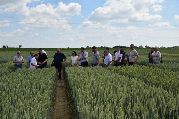 Na zdjęciu siódmym członkowie KPZ PDO na doświadczeniach PDO ze zbożami ozimymi