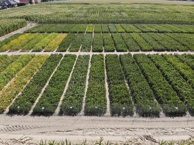 Na zdjęciu pierwszym doświadczenie PDO z soją