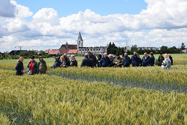 Zdjęcie nr 1 –  uczestnicy szkolenia na doświadczeniach PDO ze zbożami ozimymi