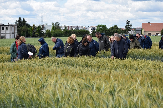 Zdjęcie nr 2 -  uczestnicy szkolenia na doświadczeniach PDO ze zbożami ozimymi