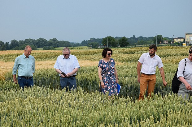 Członkowie KPZ PDO na doświadczeniach PDO ze zbożami ozimymi.