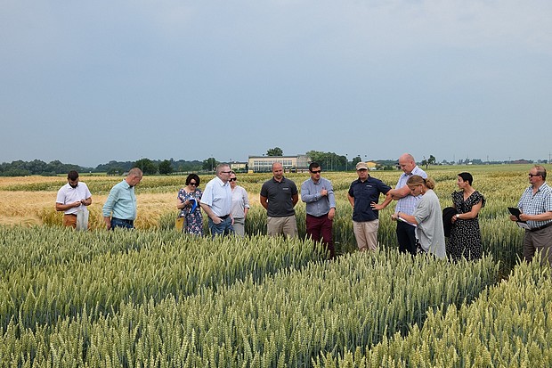 Członkowie KPZ PDO na doświadczeniach PDO ze zbożami ozimymi.