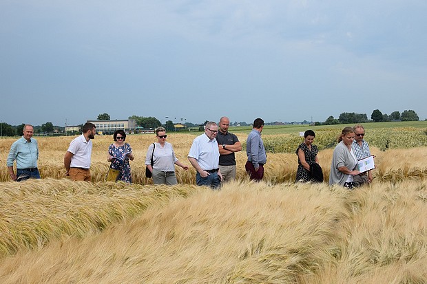 Członkowie KPZ PDO na doświadczeniach PDO ze zbożami ozimymi.