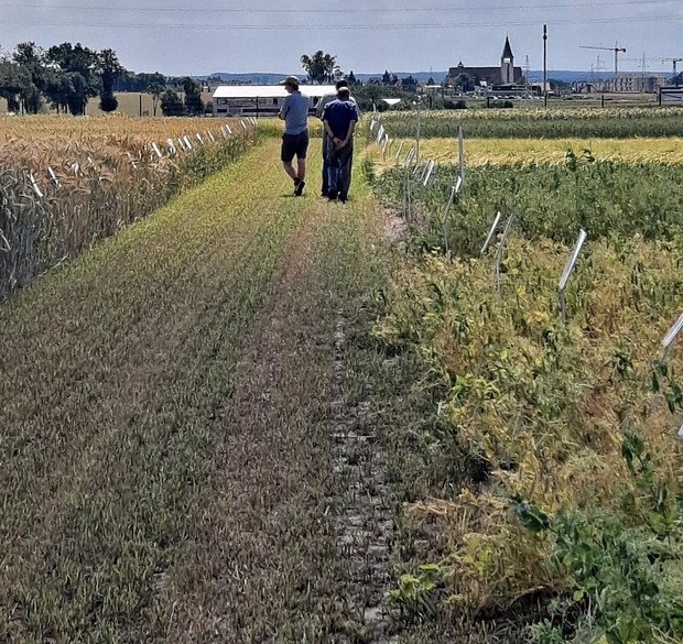 Rolnicy na kolekcji odmian w SDOO w Chrząstowie.