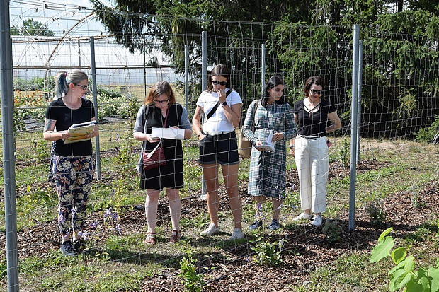 Goście podczas wizytacji doświadczeń z powojnikiem