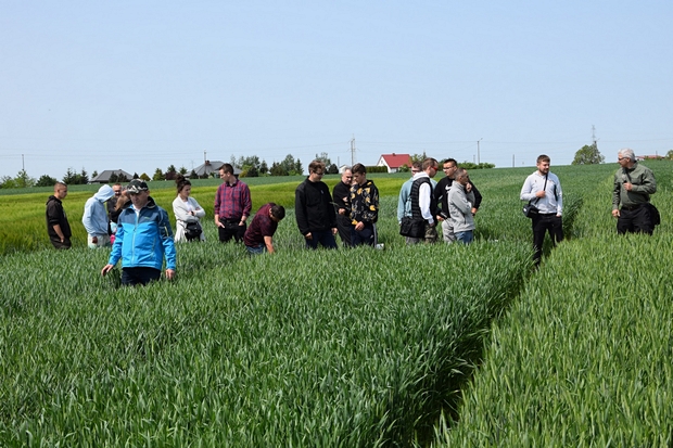 uczestnicy szkolenia stojący między poletkami doświadczalnymi ze zbożami ozimymi