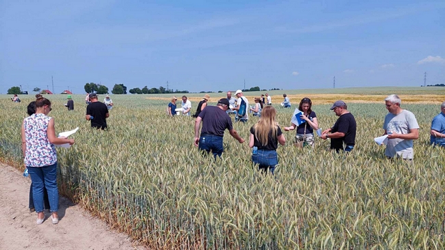 uczestnicy szkolenia, odbywający szkolenie praktyczne w poletkach pszenżyta ozimego