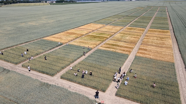 zdjęcie zrobione z drona, widok z wysokości na doświadczenia ze zbożami ozimymi i uczestników szkolenia którzy stoją między poletkami doświadczalnymi