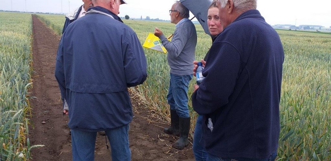 rolnicy stojący przy poletkach z pszenica ozimą