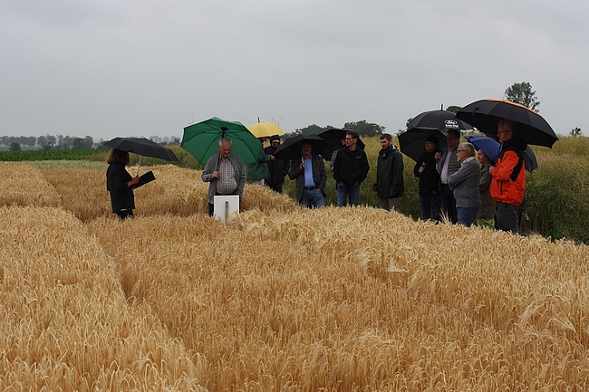 członkowie Zespołu oglądający poletka doświadczalne z jęczmieniem ozimym