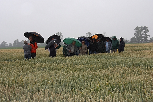 członkowie Zespołu stojący przy poletkach doświadczalnych z pszenica ozimą