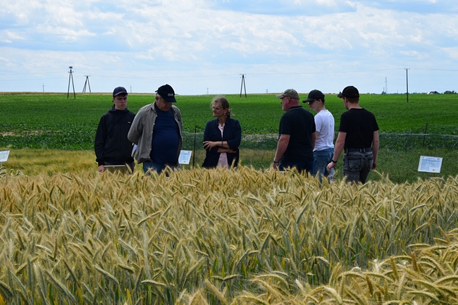 Rolnicy stojący na kolekcji odmian zbóż, przed poletkami z pszenżytem ozimym