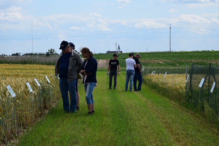 Rolnicy stojący na ścieżce i czytający opisy odmian z tabliczek stojących przed poletkami ze zbożami