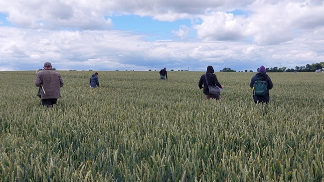 uczestnicy szkolenia stojący w łanie pszenicy ozimej