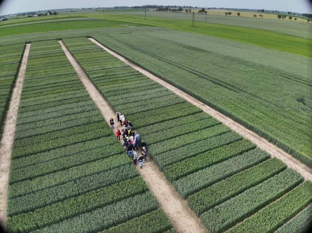 widok z góry na uczestników szkolenia chodzących po ścieżkach w doświadczeniach ze zbożami ozimymi
