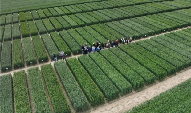 widok z góry na uczestników szkolenia chodzących po ścieżkach w doświadczeniach ze zbożami ozimymi 