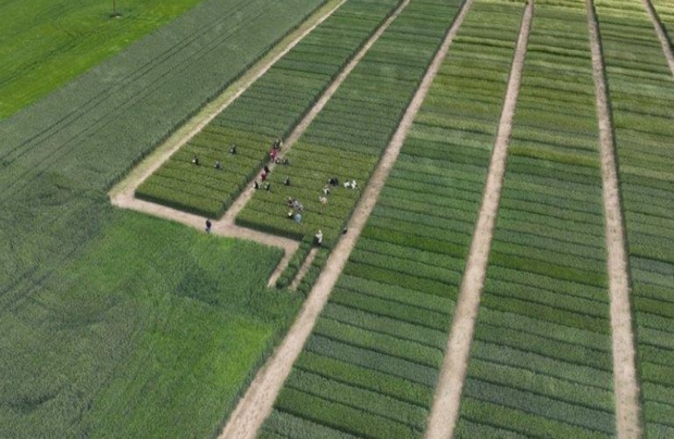 widok z góry na uczestników szkolenia chodzących po ścieżkach w doświadczeniach ze zbożami ozimymi 